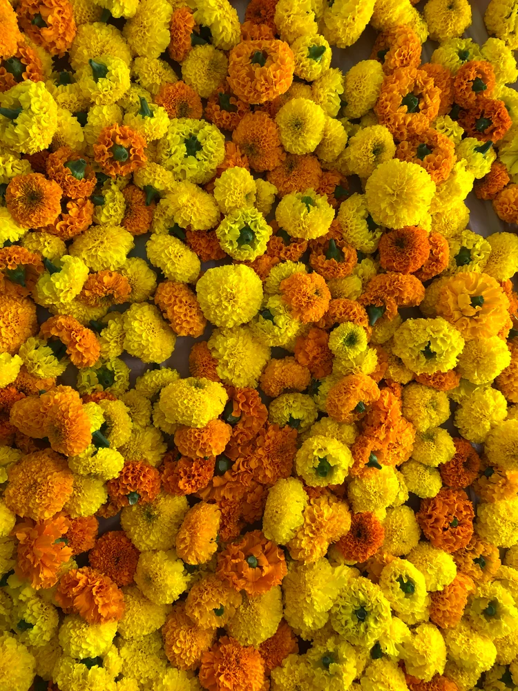 Marigold bookings and harvest at Vancouver Pushpanjali Flower Farm