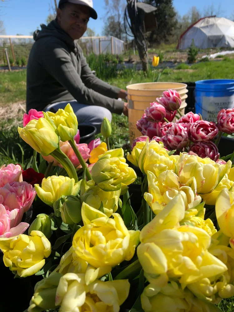 Yellow and pink peony tulips at Vancouver Pushpanjali Flower Farm