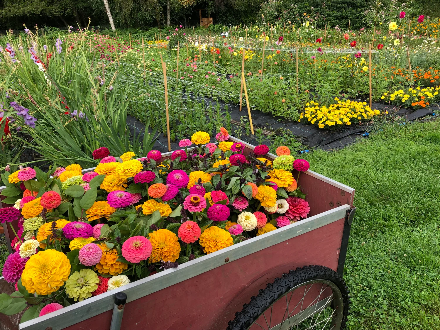 Summer marigold harvest at Vancouver Pushpanjali Flower Farm