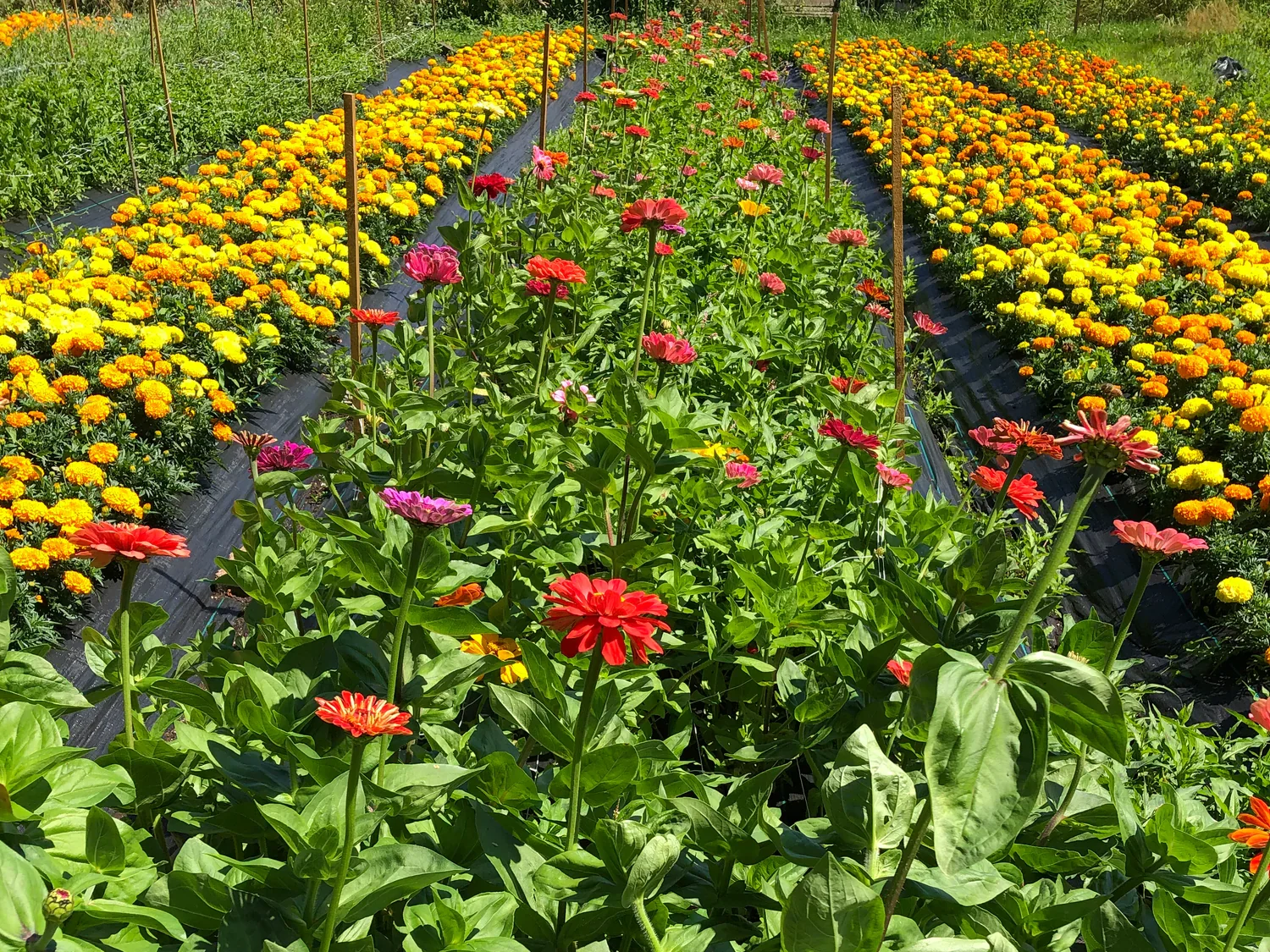 Vancouver Pushpanjali Flower Farm — rows of blooms and beds under open sky